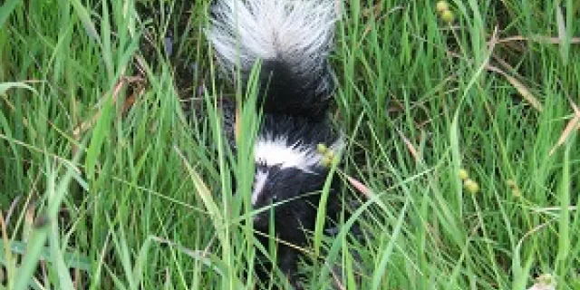 baby skunk