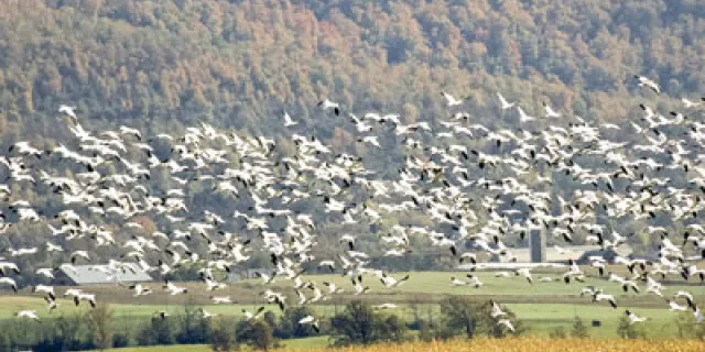 flying flock of snow geese