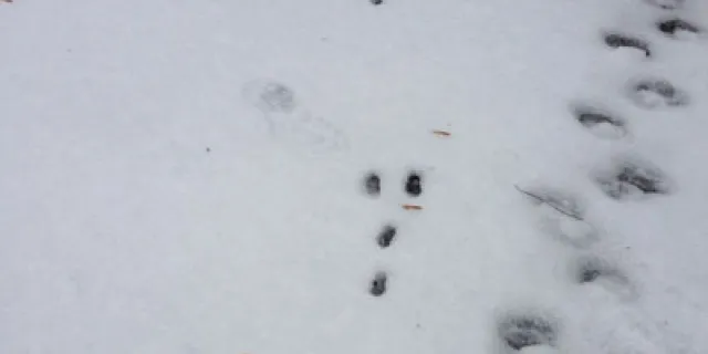 animal tracks in snow